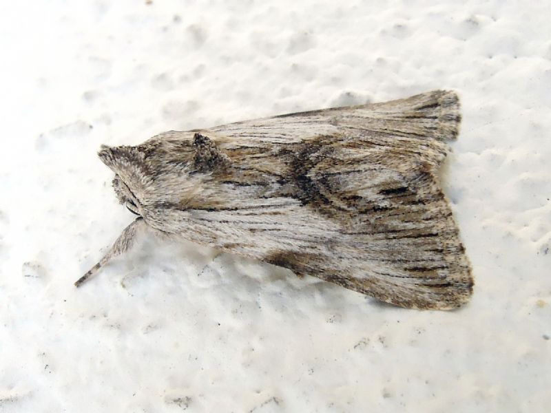 Calophasia platyptera (Noctuidae)